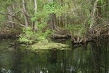 Florida Swamp for original Tarzan Movie